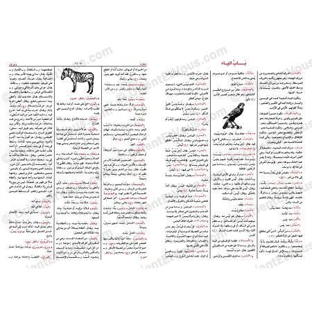 صفحات داخلية من المعجم الوسيط توضح ترتيب المواد المعجمية