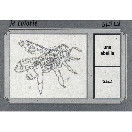Cartes &eacute;ducatives bilingues (arabe/fran&ccedil;ais): Les oiseaux et insectes