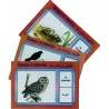 Cartes &eacute;ducatives bilingues (arabe/fran&ccedil;ais): Les oiseaux et insectes