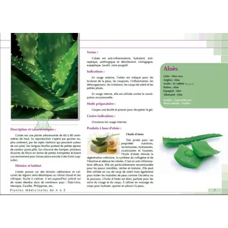 Plantes Médicinales de Méditerranée et d'Orient